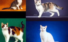 美国硬毛猫,独特基因突变下的温顺猎手