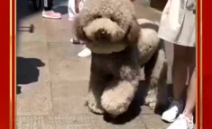 呆萌狗狗与小姐姐小说,温馨治愈的甜蜜日常