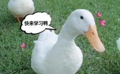娱乐吃瓜鸭鸭鸭,吃瓜达人顾真鸭鸭的瓜界传奇
